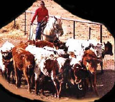 USA-Colorado-Colorado Cowboy Weekend